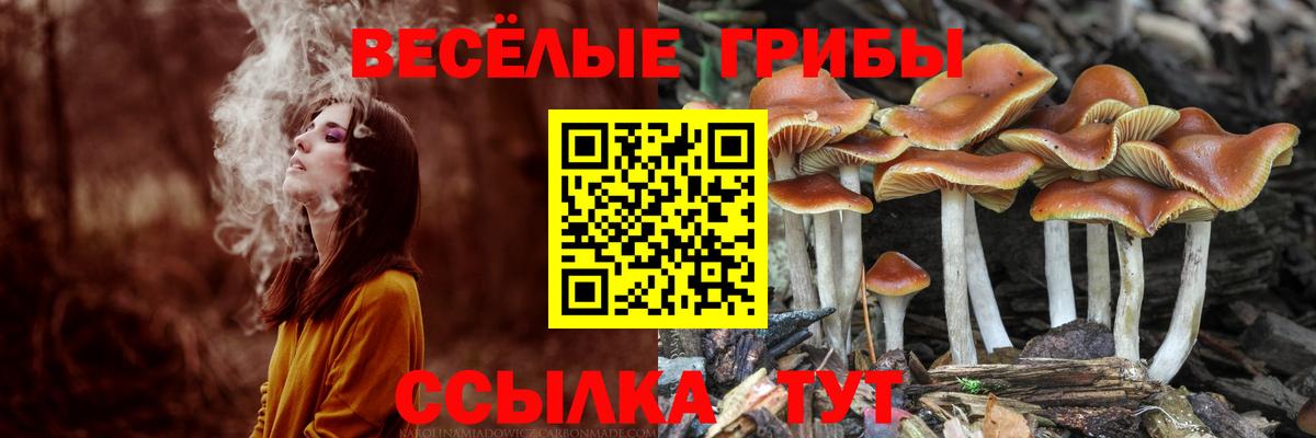 Аргун  Псилоцибиновые грибы мицелий  Вход с VPN 
